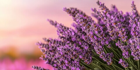 Obraz premium Lavender field at sunset with close-up of vibrant purple blossoms and soft pastel sky