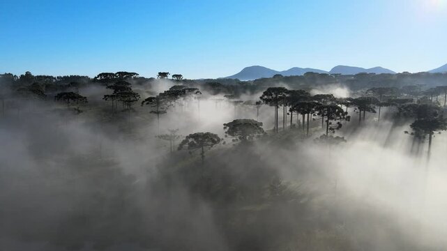 Voo sobre floresta de pinheiro arauc&aacute;ria angustifolia na regi&atilde;o sul do paran&aacute; em meio a neblina do amanhecer