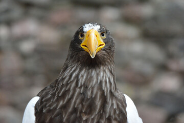 Portrait d'un aigle de face noir et blanc et bec jaune