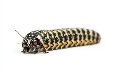 Striking caterpillar with intricate patterns and vibrant colors set against a clean white backdrop offers a captivating view of natures artistry