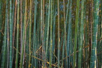 Panoramic view of the dense bamboo forest, on the grounds of Fushimi Inari temple, at daytime, without people, Kyoto, Japan