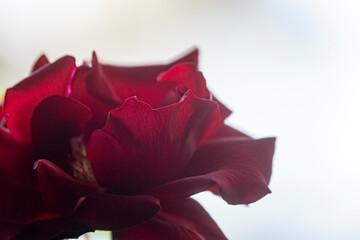 dark red rose flower close up
