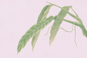 Philodendron. nature background. leaf painting. art
