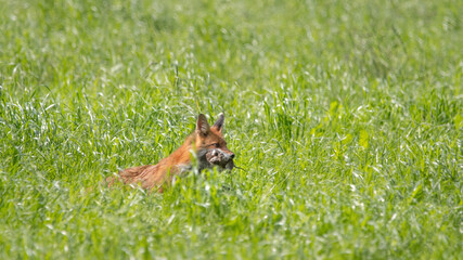 A Red Fox  Hunting Mice(Vulpes Vulpes)