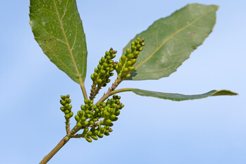Mediterranean buckthorn (Rhamnus alaternus) is an evergreen shrub native to the Mediterranean region, often found in coastal areas and scrublands, providing habitat for various wildlife species.