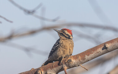 Male Ladderback Woodpecker Perched on a Tree Branch