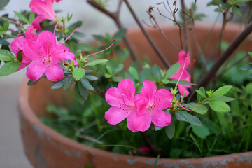 
Potted bright pink azalea flowers surrounded by green foliage in a garden during spring