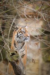 Asian tiger is standing on the log in zoo habitat. He is waiting for animal caretaker.	