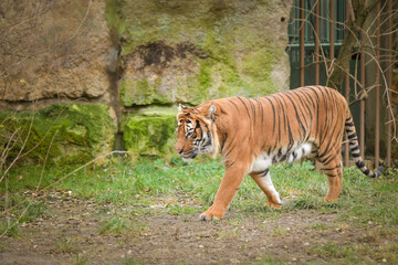 Fototapeta premium Asian tiger is going in zoo habitat. He is waiting for animal caretaker. 