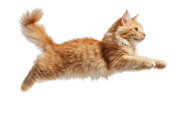 Ginger cat jumping on plain white transparent background in photography