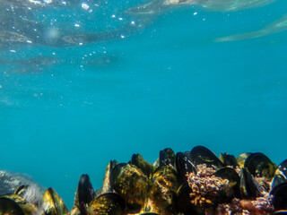 Mussels underwater on a rock on the sea shore, natural scene in mediterranean sea, Black mussels undersea, mussels on rocks undersea, group of common mussels together underwater, Mediterranean food.
