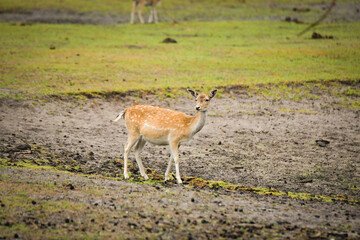 The antelope walking around its enclosure on safari. Free-roaming animals in the safari park.	
