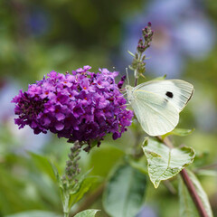 Close-up of a Pieris rapae or Cabbage butterfly wings closed,  collecting nectar from a butterfly bush flower