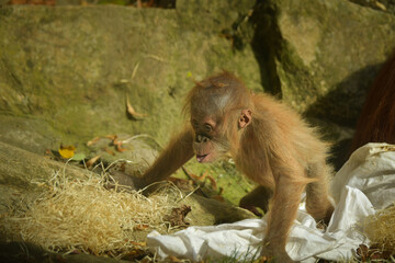 The baby orangutan is playing with its mother in the zoo. Baby animals in the zoo playing.  © doda