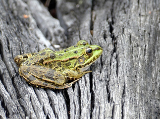 Eurasian marsh frog (Pelophylax ridibundus) on tree stump