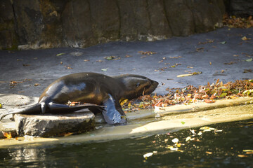 Sealion is out of his swimming pool in zoo. This is his habitat.	
