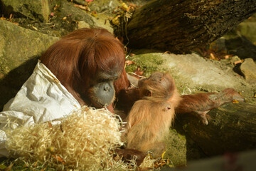 The baby orangutan is playing with its mother in the zoo. Baby animals in the zoo playing.  © doda