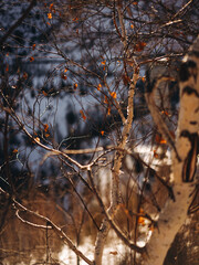 warm spring scenery with birch tree, leaves and sunshine
