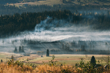 Misty Forest Landscape with Smoke and Trees
