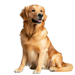 Friendly Golden Retriever Dog In Training Session on White Transparent Background
