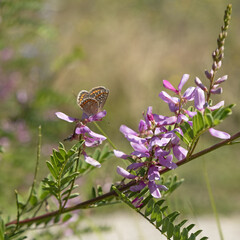 Papillon Aricia agestis sur une fleur d'Indigofera heterantha