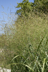 Graminée Panicum virgatum