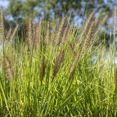 Graminée Pennisetum alopecuroides	