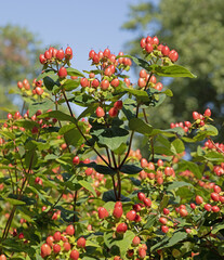 Obraz premium Baies rouges du Millepertuis 'Hidcote'