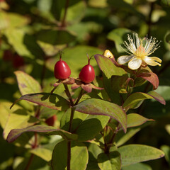 Baies rouges du Millepertuis 'Hidcote'