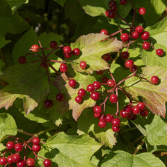 Baies de Viburnum trilobum en automne
