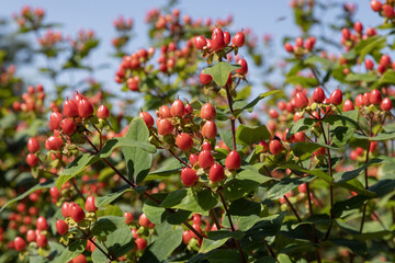 Baies rouges du Millepertuis 'Hidcote'