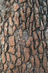 Close-up of rough pine bark on a large pine tree by the scenic Mediterranean Sea coast