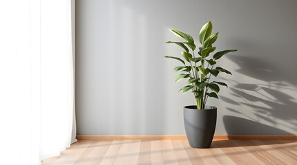 stock photo Minimalist interior, large potted green plant in dark grey pot, muted grey textured walls, natural light from left window, wooden floor planks.