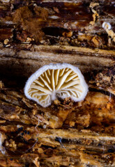 Splitgill mushroom Schizophyllum commune, saprotrophic fungus growing on the stump of a cut deciduous tree