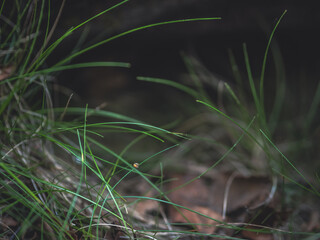 Close up of green grass in the forest with shallow depth of field.