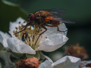 A macro shot of a hoverfly sitting on a white flower.