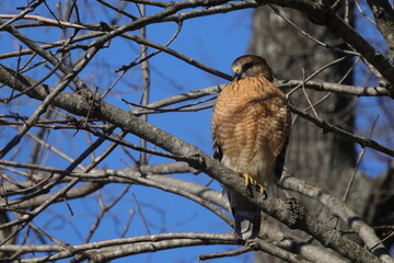 Red shouldered hawk perched in bare tree searching for prey against blue sky. 