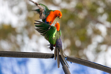 Photograph of two Australian King Parrots playfully fighting in the Blue Mountains in New South Wales, Australia.