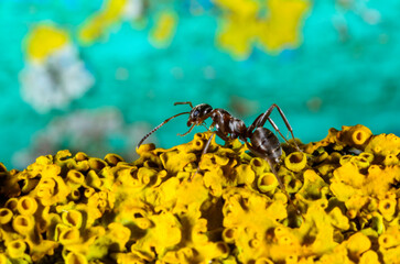 Formica fusca, ant on coastal lichen in the garden in autumn, Ukraine