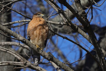 Red shouldered hawk perched in bare tree searching for prey against blue sky. 