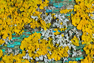 Xanthoria parietina, reproductive organs with spores of apothecia and perithecia on lichen in autumn