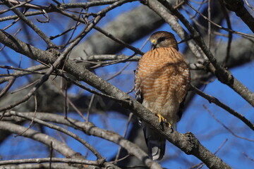 Red shouldered hawk perched in bare tree searching for prey against blue sky. 