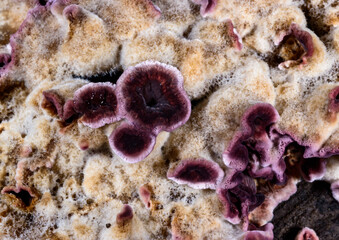 Chondrostereum purpureum, saprotrophic fungus growing on a felled tree in the garden in autumn