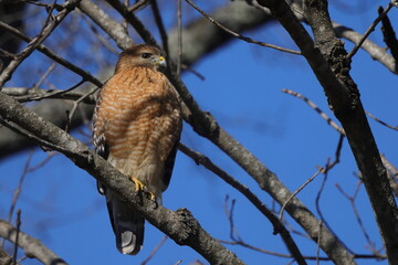 Red shouldered hawk perched in bare tree searching for prey against blue sky. 