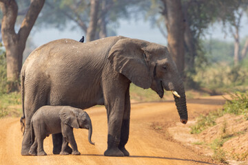Fototapeta premium Mother and baby elephant