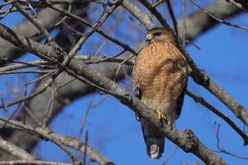 Red shouldered hawk perched in bare tree searching for prey against blue sky. 
