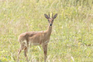 Small african antelope