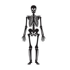 Human Skeleton Anatomy Silhouette Vector Illustration