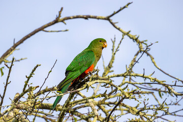 Photograph of an Australian King Parrot sitting in a leafless tree in the sunshine in the Blue Mountains in New South Wales, Australia.
