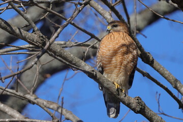 Red shouldered hawk perched in bare tree searching for prey against blue sky. 